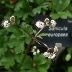 Sanicula europaea 花