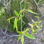 Salix caroliniana Лист