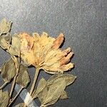 Trifolium hirtum Kvet
