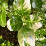 Coprosma repens List