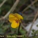 Viola demetria Flower