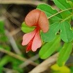 Indigofera brevicalyx Flor