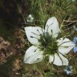Nigella arvensis Цветок