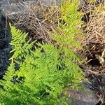 Asparagus setaceus Leaf