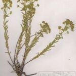 Euphorbia seguieriana Hábito