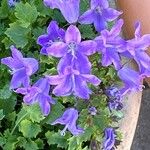 Campanula portenschlagianaFleur