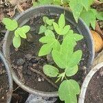 Passiflora cincinnata List