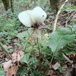 Tacca integrifolia Kvet