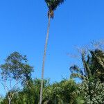 Oenocarpus distichus Hábito