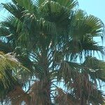 Washingtonia robusta Folha