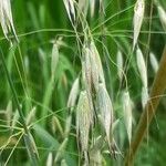 Avena fatua Flower