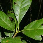 Elaeoluma glabrescens Листок