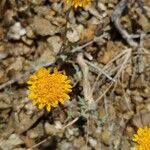 Chaenactis glabriuscula Flower