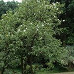 Hibiscus waimeae Plante entière