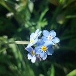 Myosotis alpestris പുഷ്പം