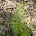 Thelypteris noveboracensis Leaf