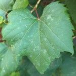 Vitis aestivalis Leaf