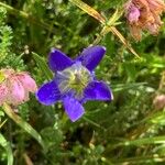 Gentiana pneumonantheFlower