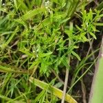 Polygala paniculata Лист