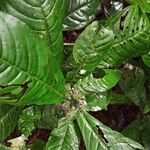 Psychotria hexamera List