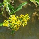 Rorippa amphibia Flower