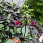 Salvia buchananii 花