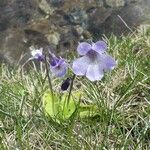 Pinguicula corsica