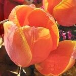 Tulipa agenensis Flower