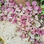 Strobilanthes alternata Fulla