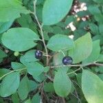 Vaccinium membranaceum Plod