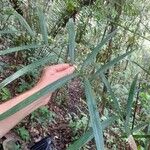 Bactris acanthocarpoides Folla