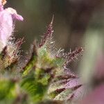 Galeopsis ladanum Fiore