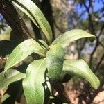 Euclea natalensis Frukto