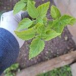 Lantana viburnoides Blad