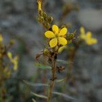 Linum kingii Habitat