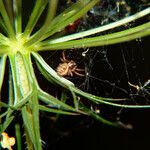 Daucus carota পাতা