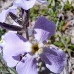 Matthiola lunata Flower