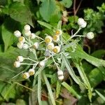 Anaphalis margaritacea Blüte