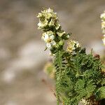 Chamaebatiaria millefolium Habit