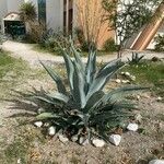 Agave salmiana Blatt