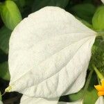 Mussaenda frondosa Leaf