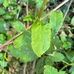 Muehlenbeckia hastulata Hoja