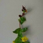 Lysimachia nemorum Flower