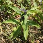 Gentiana cruciataBlüte