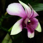 Dendrobium bigibbum Flower