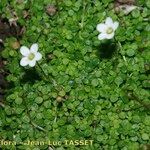 Arenaria balearica Hábito