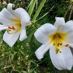 Lilium regale Λουλούδι