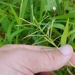 Paspalum repens Fruto