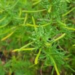 Lavandula dentata Ліст