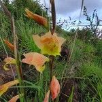 Gladiolus dalenii Blomma